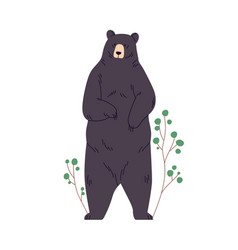 Black American Bear Standing On Two Hind Legs Big