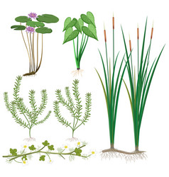 Various Wetland Plants Collection