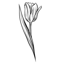 A Tulip Flower One Standing The Drawing