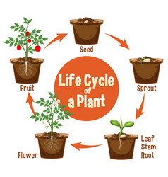 Life Cycle Of A Plant Diagram