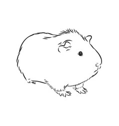 Cute Guinea Pig Pet Sketch