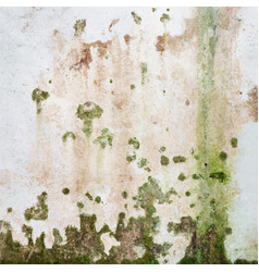 Mold On The Wall