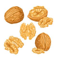 Walnut Nut Kernel Set Cartoon