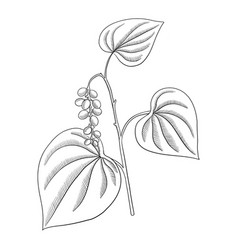 Drawing Plant Of Velvetleaf