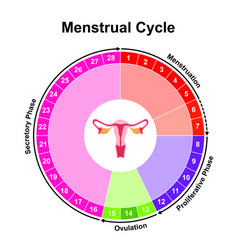 Menstrual Cycle Chart Calculator