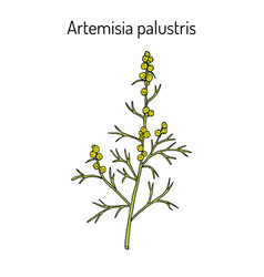 Artemisia Palustris Medicinal Plant