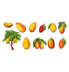 Mango Clipart Fresh Mangoes On Tree And Branches