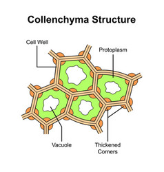 Collenchyma Structure