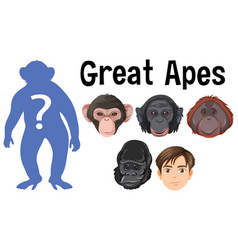 Five Different Types Of Great Apes