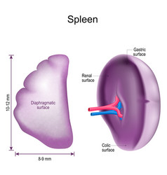 Spleen Anatomy