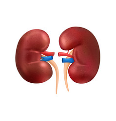 Realistic Human Kidney Composition