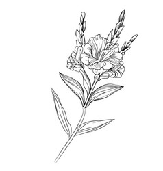 Gladiolus Tattoo Drawing Coloring Pages Pencil Art