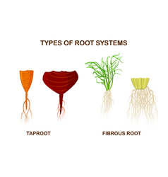 Types Of Root Systems Of Plants