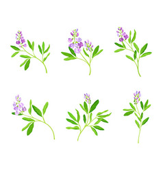 Blooming Alfalfa Plant Set Medicago Sativa