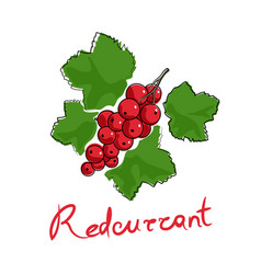 Redcurrant Isolated On White Background