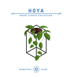 Hoya Plant Isometric Icon In Flat Style