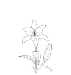 Doodle Coloring Page Of Lily Flower Drawing