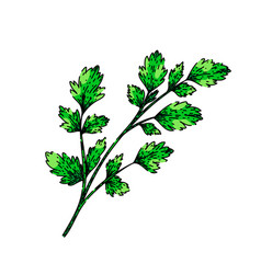 Top Parsley Sketch Hand Drawn