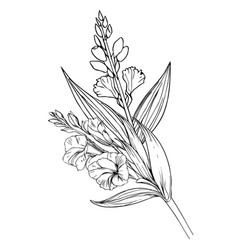 Tattoo Gladiolus Flower Drawing