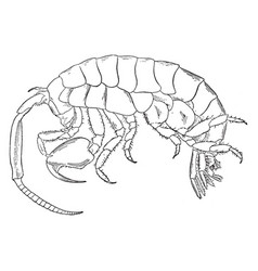 Marine Isopod Vintage