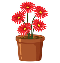 Red Flower In Pot On White Background