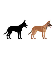 Belgian Shepherd Dog With Silhouette