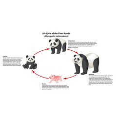 Biology Study Panda Life Cycle Infographic