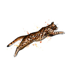 Bengal Cat Jumping From A Splash Watercolor