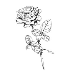 Rose In Engraving Style Hand Drawn Realistic