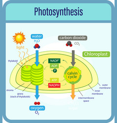 Diagram showing process photosynthesis Royalty Free Vector