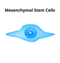 Mesenchymal Stem Cells Cell Structure