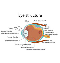 Eye Structure