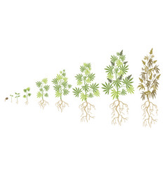 Hemp Plant Growth Cycle Flat Collection