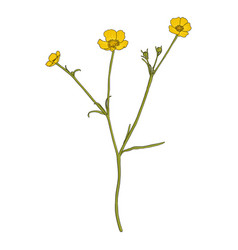 Drawing Wild Plant Of Meadow Buttercup