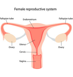 Schematic Of The Female Reproductive System