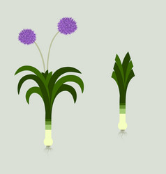 Leek And Flower