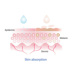 Mechanism Of Nutrient Absorption Skin Layer