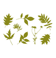 Set Leaves Stamp Herbal Botanic Elements