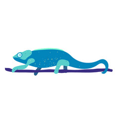 Blue Chameleon Animal