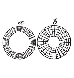 Pupil Contraction And Dilation Vintage