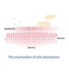 Mechanism Of Nutrient Absorption Through Skin