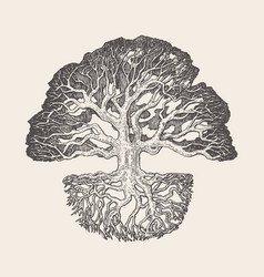 Old Oak Tree Root System Drawn