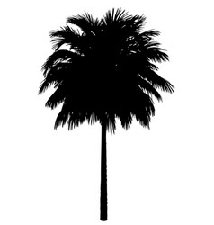 Palm Tree Black Silhouette