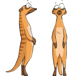 Two Meerkats