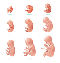 Human Fetus Inside Icon Set