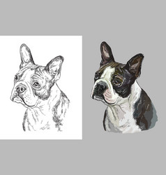 Portrait Cute Dog Boston Terrier