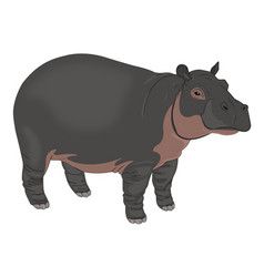 Hippopotamus Or Amphibius