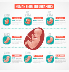 Human Fetus Infographics