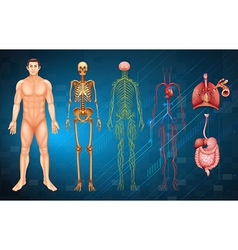 Human body systems Royalty Free Vector Image - VectorStock