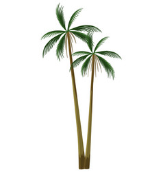 Palm Tree Tropical Plant Isolated On White